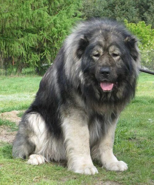 Покажи фото кавказской овчарки Caucasian Mountain Shepherd Caucasian shepherd dog, Giant dogs, Huge dogs