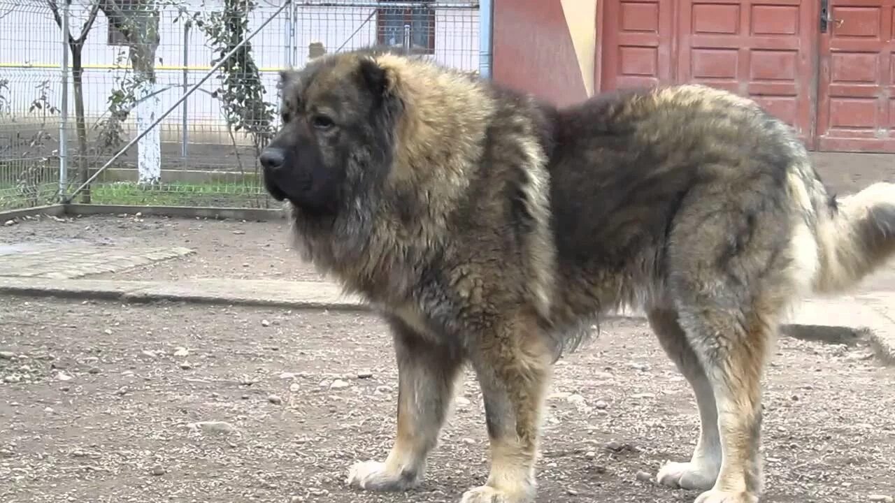 Покажи фото кавказской овчарки Titan, the largest Caucasian Shepherd and its puppies - YouTube