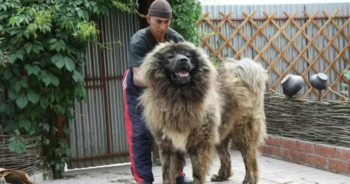 Caucasian Shepherd Dog Information & Dog Breed Facts Caucasian shepherd dog, Cau