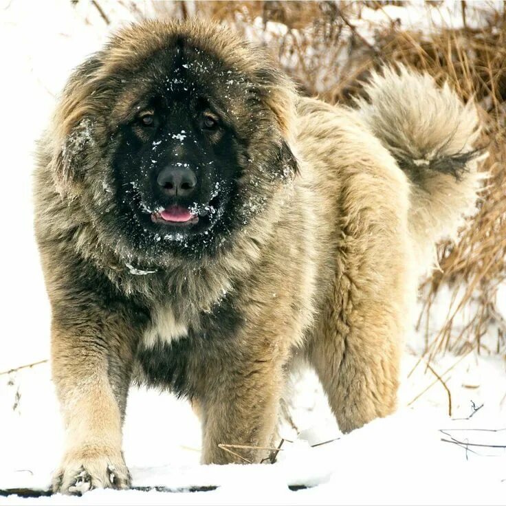 Покажи фото кавказской овчарки Caucasian Ovcharka. Used in Russia to hunt bears Caucasian shepherd dog, Russian