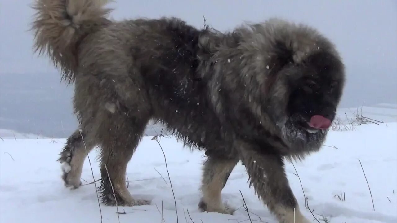 Покажи фото кавказской овчарки BEST ORIGINAL CAUCASIAN SHEPHERD OVCHARKA DOG - YouTube