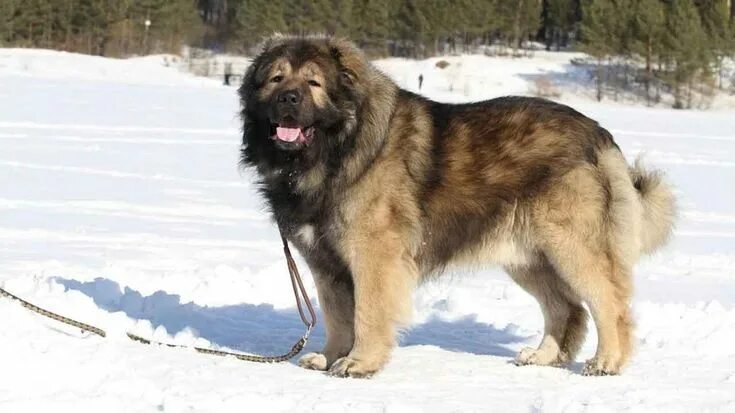 Покажи фото кавказской овчарки Caucasian Shepherd Dog Information & Dog Breed Facts Caucasian shepherd dog, Cau