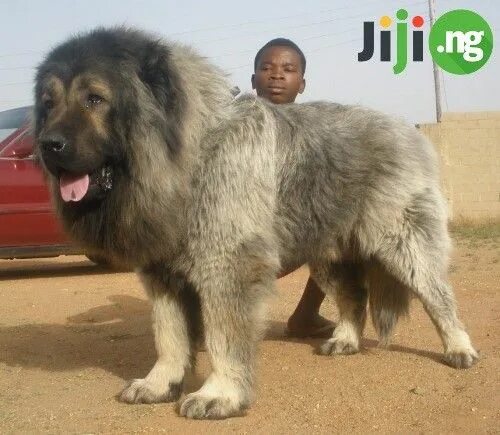 Покажи фото кавказской овчарки Basic principles of proper feeding of the Caucasian Shepherd Caucasian mountain 