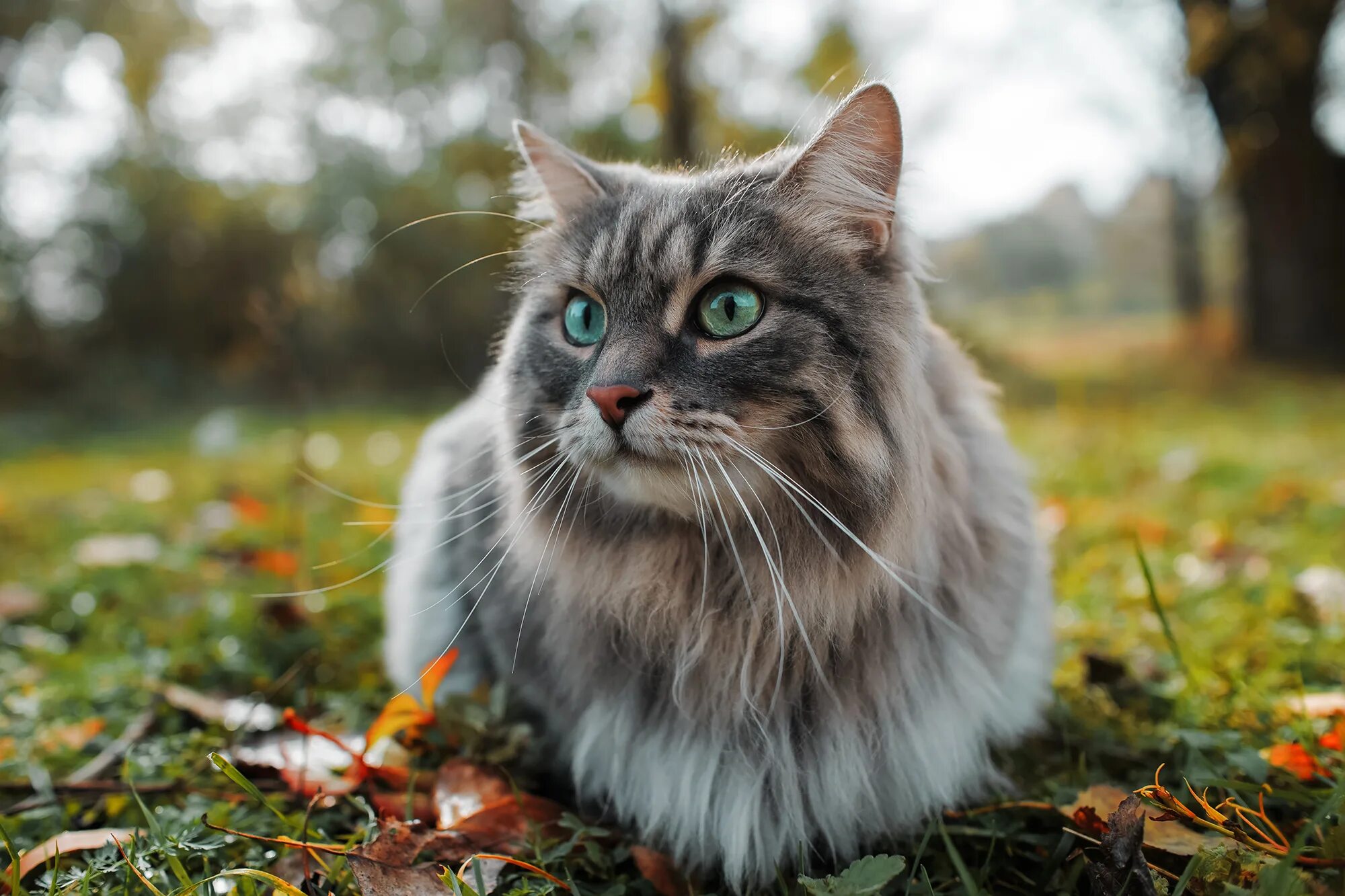 Покажи фото кошек Cats classified as 'invasive alien species' by scientific institute