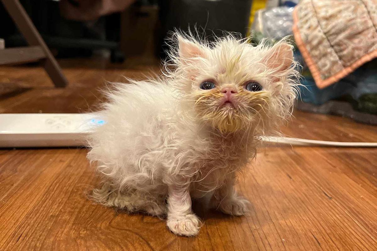 Покажи фото кошек Meet Wisp, the 'Scrungly' Persian Kitten Who's Made TikTok Fall in Love (Exclusi