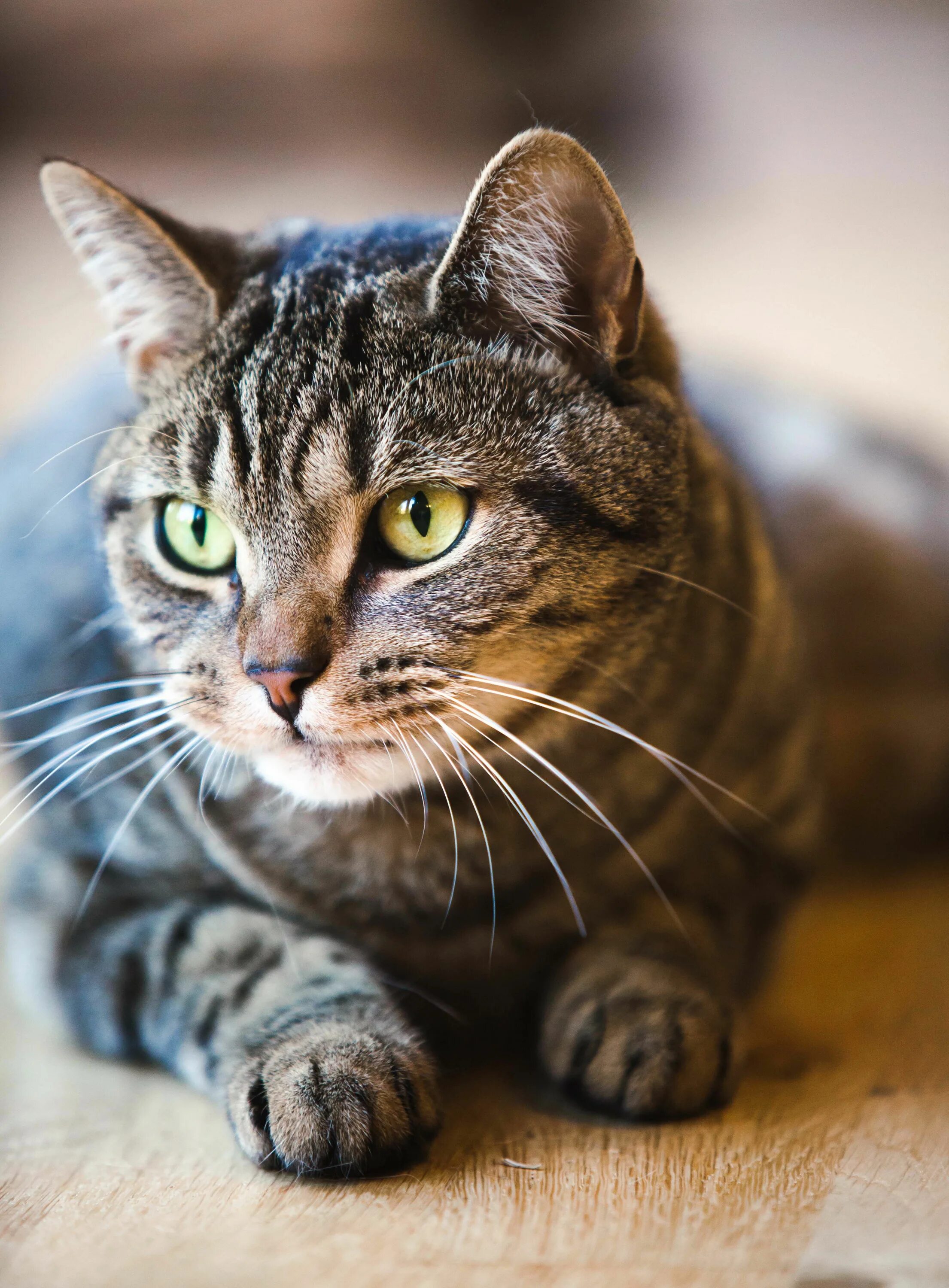 Покажи фото кошек dark gray tabby Tabby cat pictures, Grey tabby cats, Cat breeds