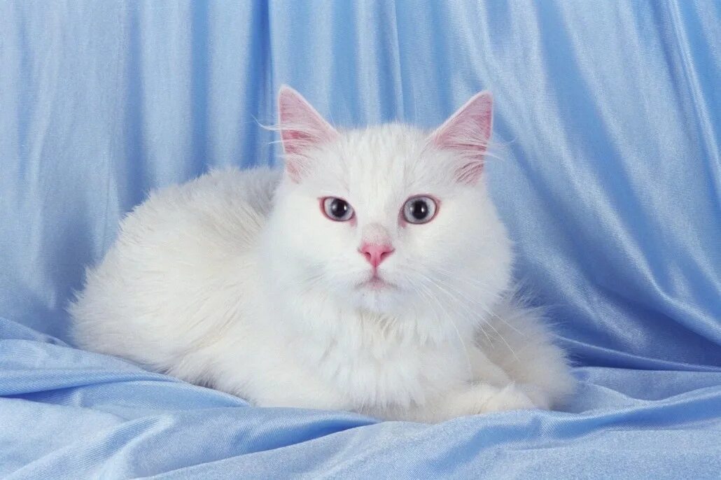 Покажи фото кошки турецкая ангора Turkish Angora - Information, Health, Pictures & Training Pet Paw