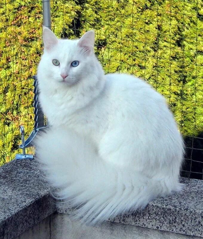 Покажи фото кошки турецкая ангора GatosMania.com Angora cats, Turkish angora cat, Cute cats