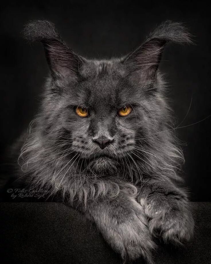 Покажи фото кота мейн кун Felis Gallery by Robert Sijka on Instagram: "Say hello to Quavo. . #mainecoon #c