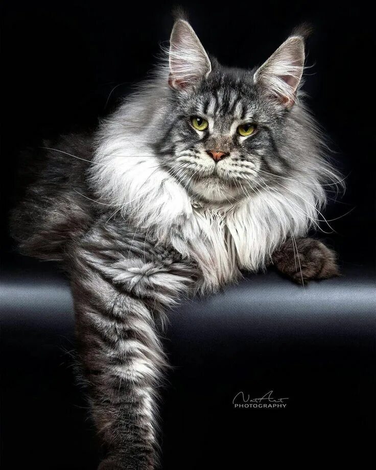 Покажи фото кота мейн кун Pin on MAINE COON KITTIES