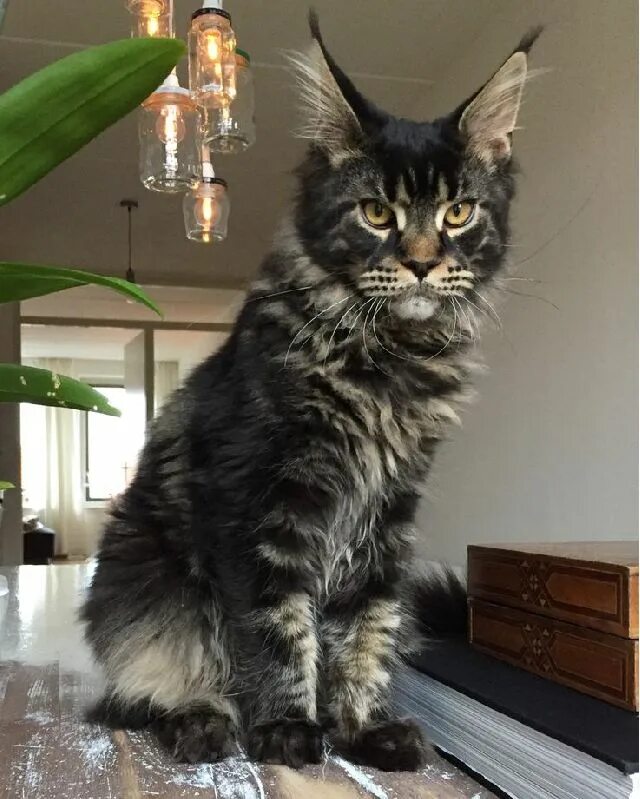 Покажи фото кота мейн кун Pin on Maine ❤ Coon ❤