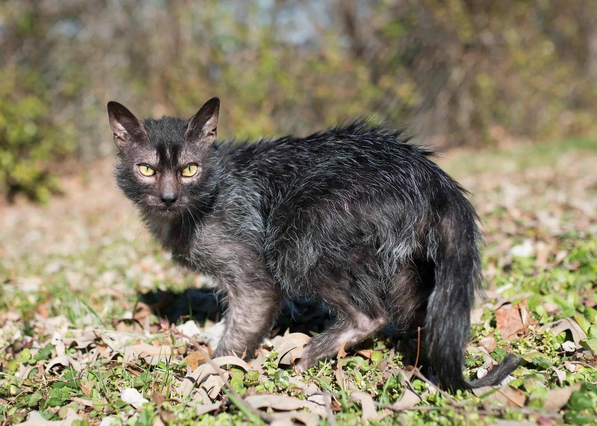 Покажи фото кота волка Pin on Cute Kitties Lykoi cat, Werewolf cat, Cat breeds