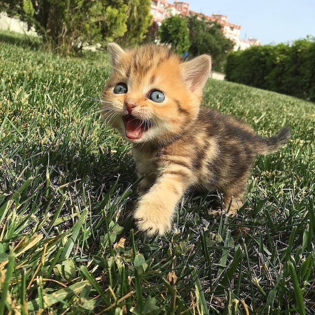 Покажи фото котика Pin on Cute Kitten & Pup World