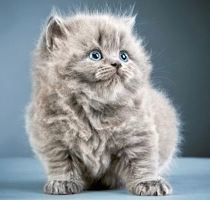 Покажи фото котика пушинки Pin by hel on Kitty Fluffy kittens, Fluffy cat, Kittens cutest