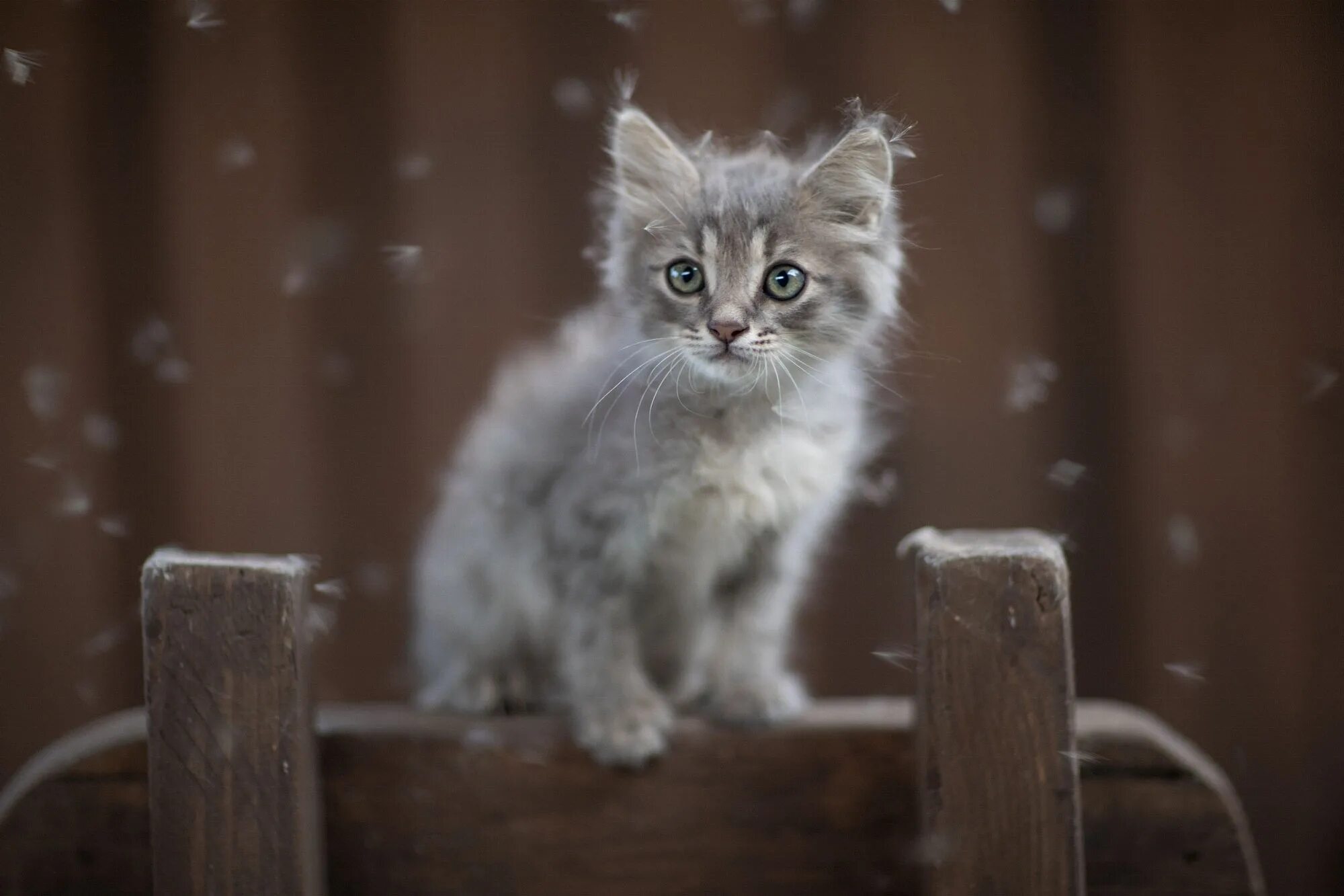 Покажи фото котика пушинки Wallpaper : window, carnivore, felidae, wood, whiskers, small to medium sized ca