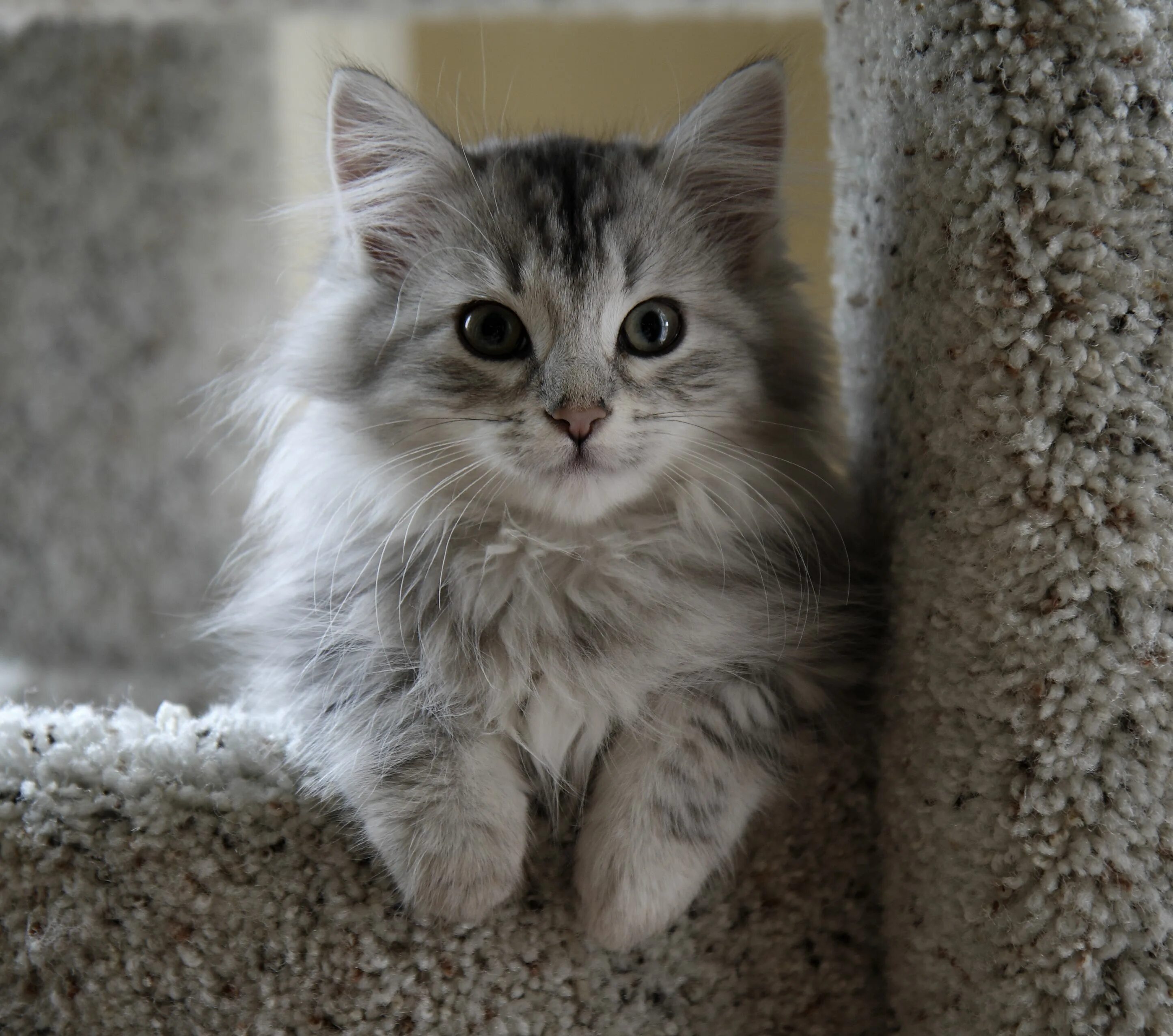 Покажи фото котика пушинки Siberian Cat Breed Info: Pictures, Temperament & Traits - Catster Siberian kitte