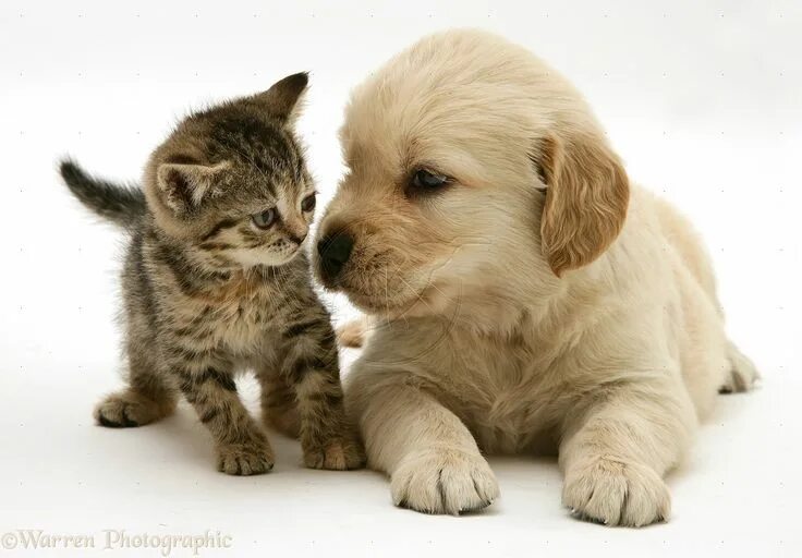 Покажи фото котиков и собачек Pets: Tabby Kitten and Golden Retriever puppy photo Cat and dog videos, Puppies,