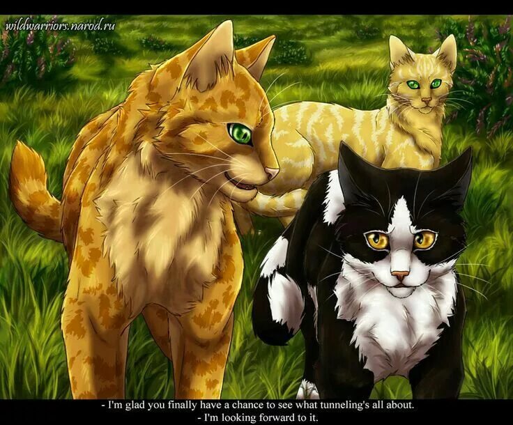 Покажи фото котов воителей Pin by Elizabeth on Коты Воители Warrior cats books, Warrior cats art, Warrior c