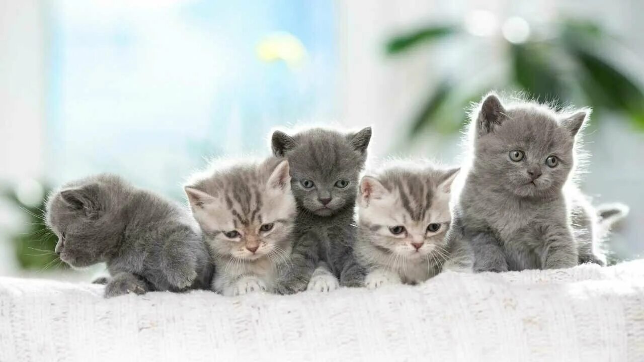 Покажи фото котят Karmy British Shorthair Kitten - купить по низкой цене на Яндекс Маркете