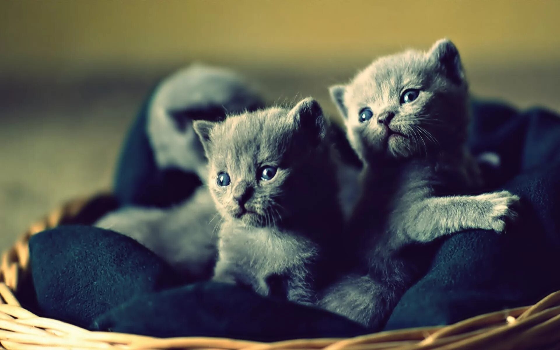 Покажи фото котят Wallpaper : blue, kittens, baby animals, whiskers, British shorthair, kitten, fa