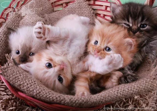 Покажи фото котят Meet the new kittens by GlennTrinidad on Flickr. Cute animals, Kittens cutest, P