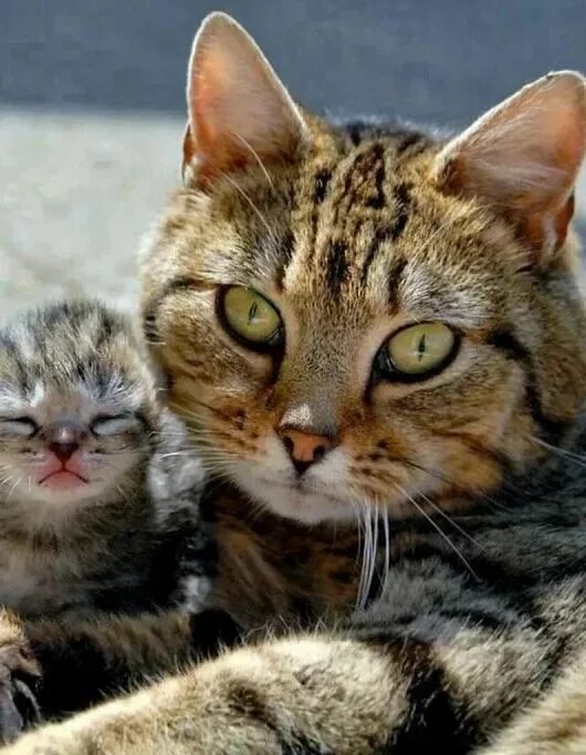 Покажи фото котят и кошка Mother's Day: 15 Adorable Mama Cats & Their Kittens PICTURES - CatTime Сумасшедш