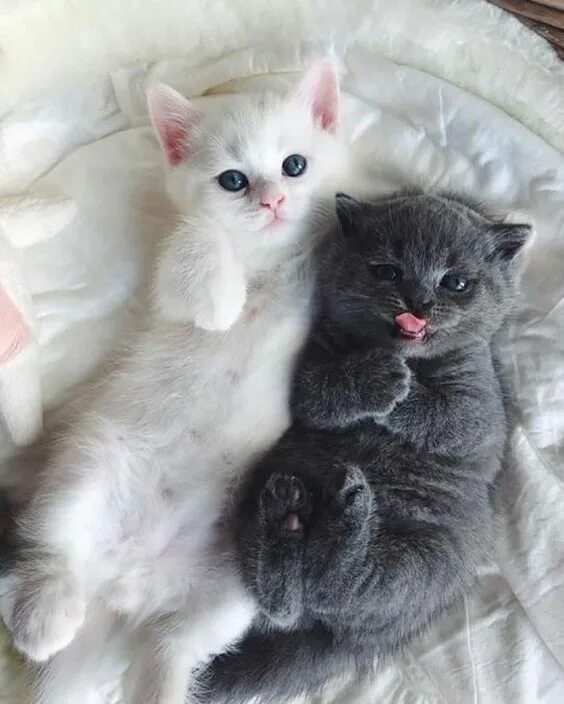 Покажи фото котят и кошка a cute picture of two kittens on a bed Schattige dieren, Grappige katten, Dieren