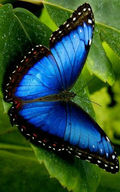 Покажи фото красивых бабочек 10 популярных идей на тему "mariposa morpho" для вдохновения