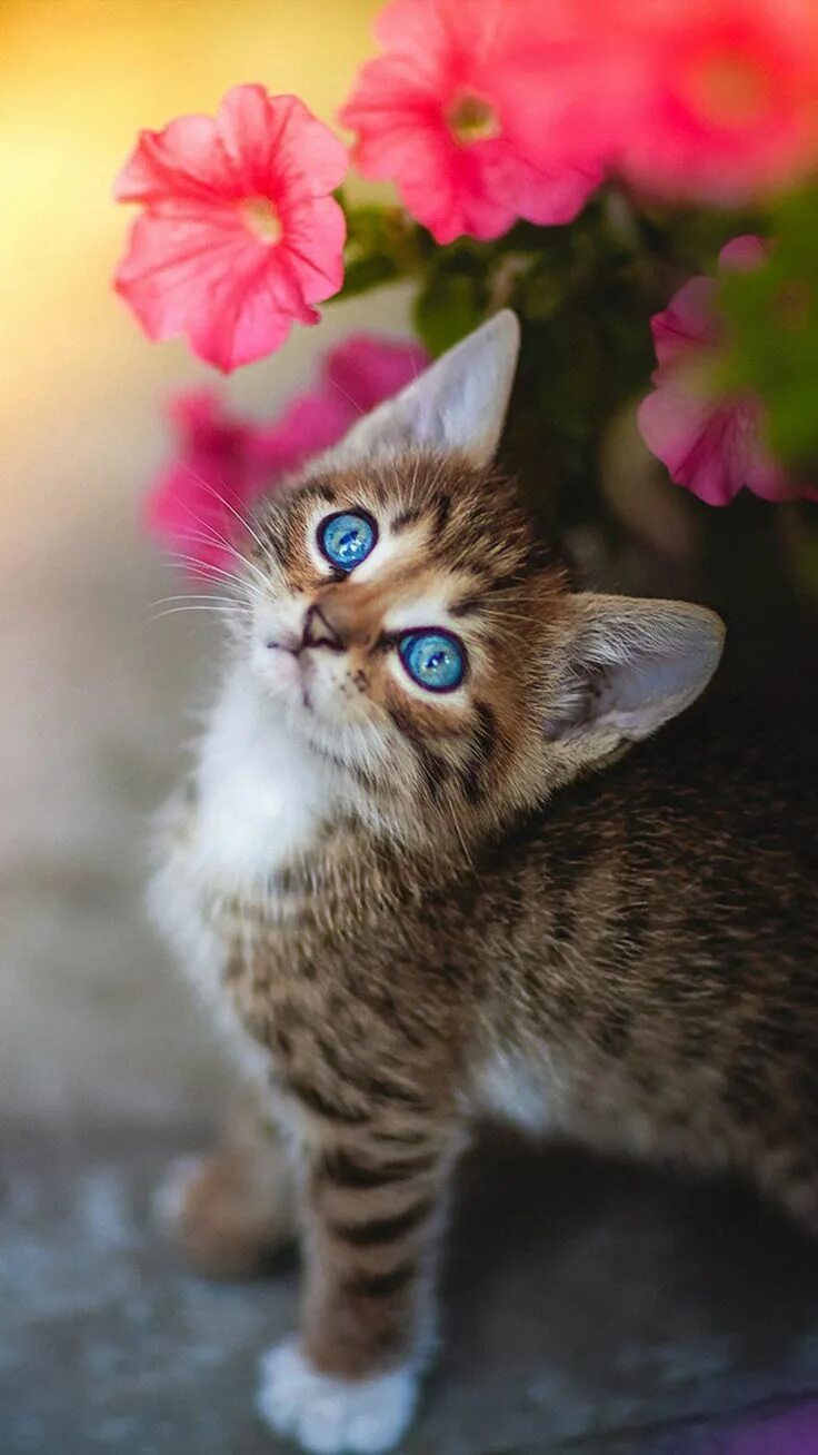 Покажи фото красивых котиков Cute Kitten Blue Eyes Flower 4K Ultra HD Mobile Wallpaper Baby katzen, Süße tier