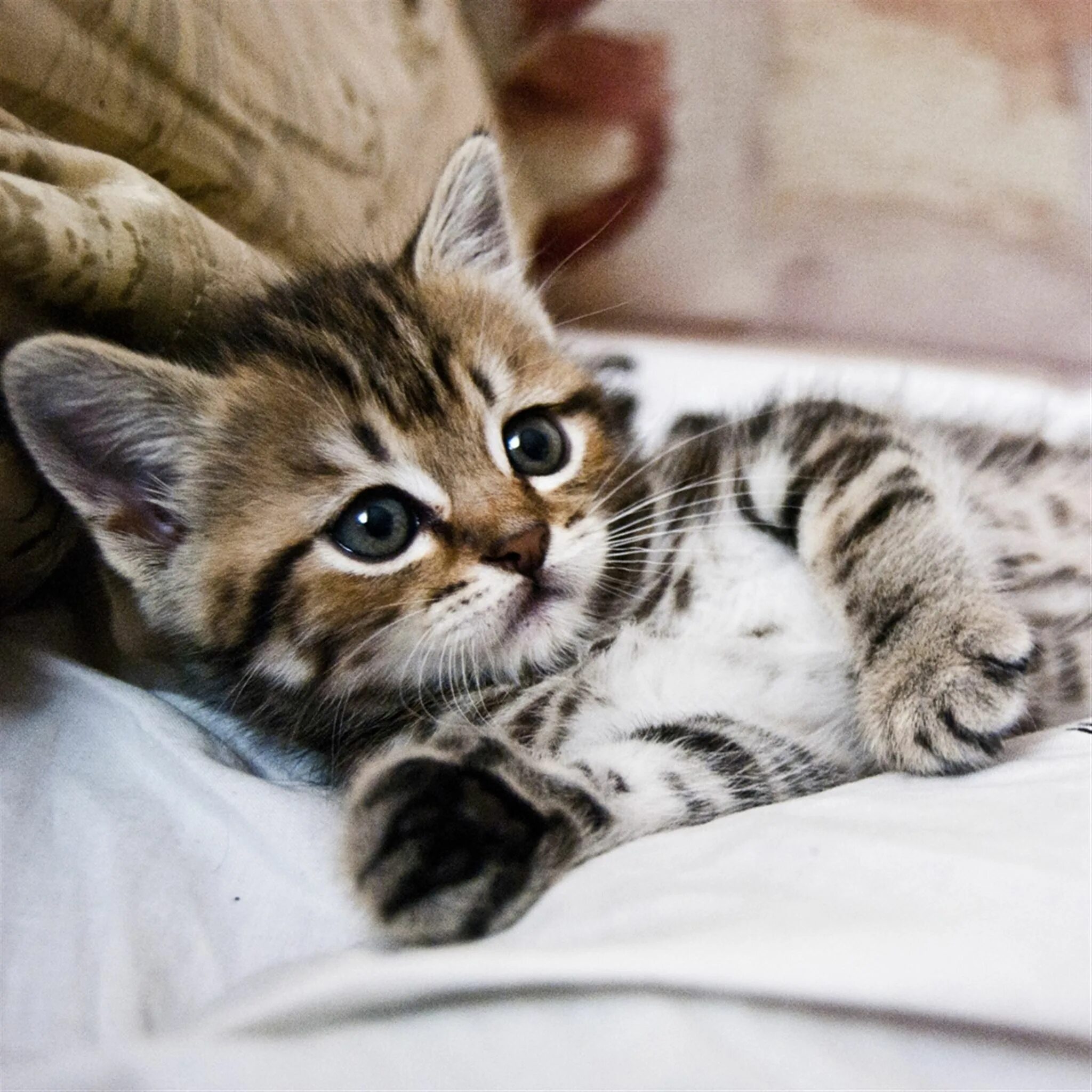 Покажи фото красивых котиков Kitten Lying Striped Small Cute iPad Wallpapers Free Download