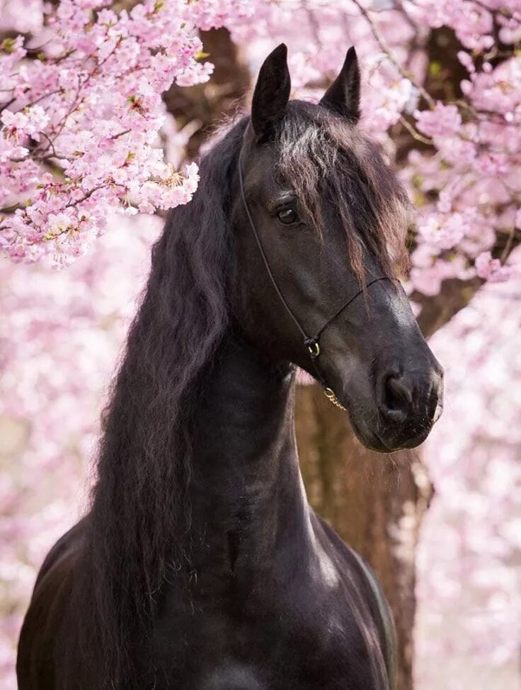 Покажи фото красивых лошадей So pretty Cavalli neri, Cavalli bellissimi, Fotografie di cavalli