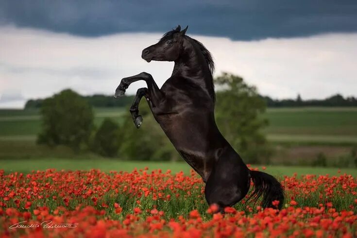 Покажи фото красивых лошадей Épinglé par ankaxj sur Konie Animaux, Cheval