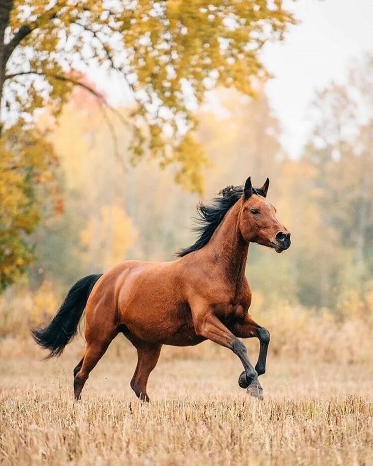 Покажи фото красивых лошадей Flower-whisper: Photo Horses, Horse pictures, Pretty horses