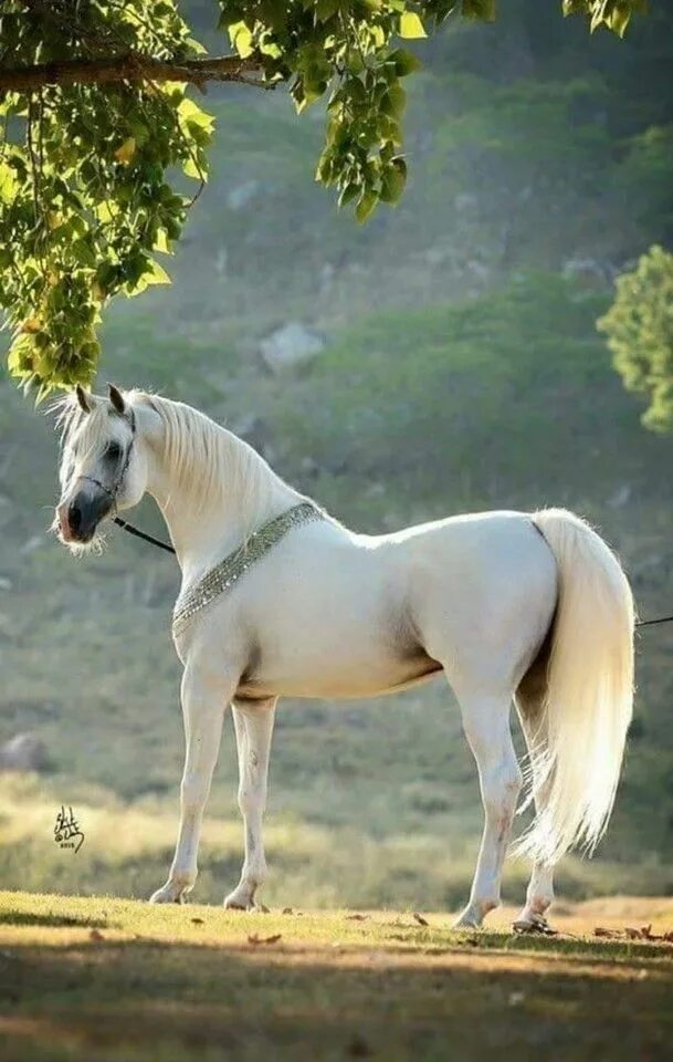 Покажи фото красивых лошадей Про100 красивые ЛОШАДИ - Разное OK.RU Caballos mustang, Fotos de caballos salvaj