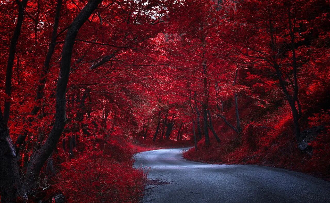 Покажи фото красного Fotos Rot Natur Herbst Wege Bäume Hintergrundbilder natur, Roter hintergrund, Ro