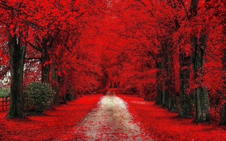 Покажи фото красного red trees, red cherry blossom #trees #path dirt road #fall #red #leaves #720P #w