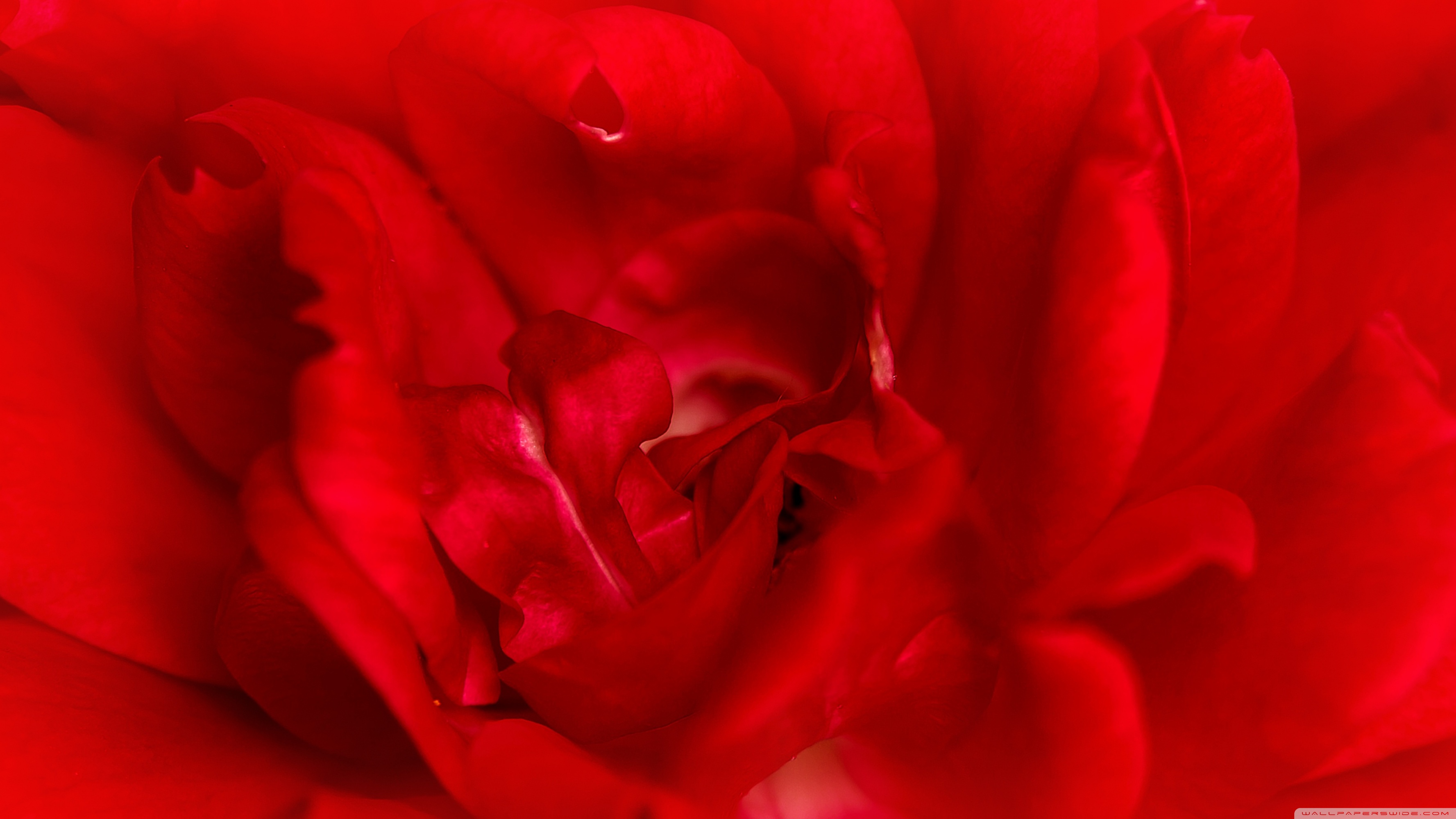 Покажи фото красного Red Rose Macro Ultra HD Desktop Background Wallpaper for 4K UHD TV : Widescreen 