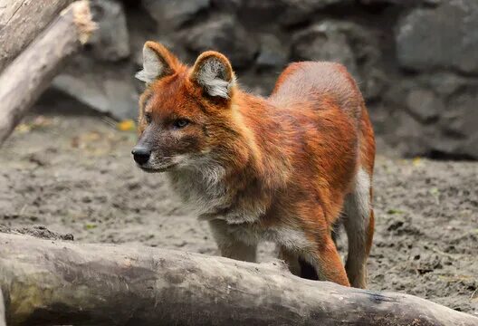 Покажи фото красного волка Red Wolf Зображення - огляд 52,633 Стокові фото, векторні зображення й відео Ado