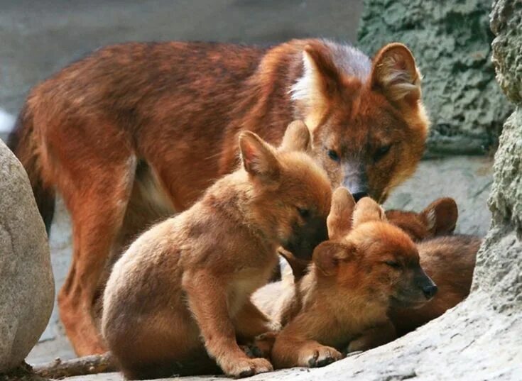 Покажи фото красного волка Pin on Wolf Lover's Paradise