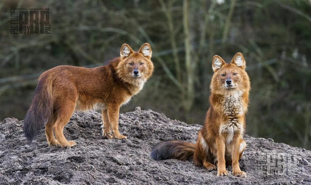 Покажи фото красного волка This is our Hill Dog anatomy, Wild dogs, Dhole