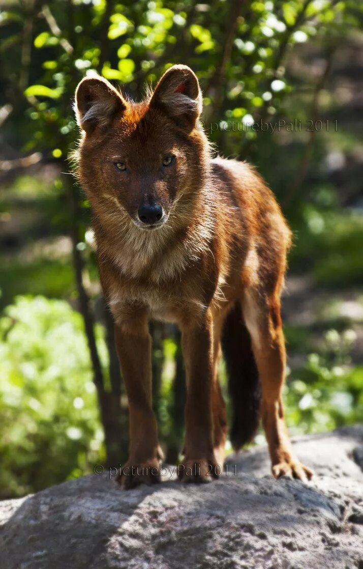 Покажи фото красного волка The Dhole Animals wild, Animals beautiful, Animal pictures