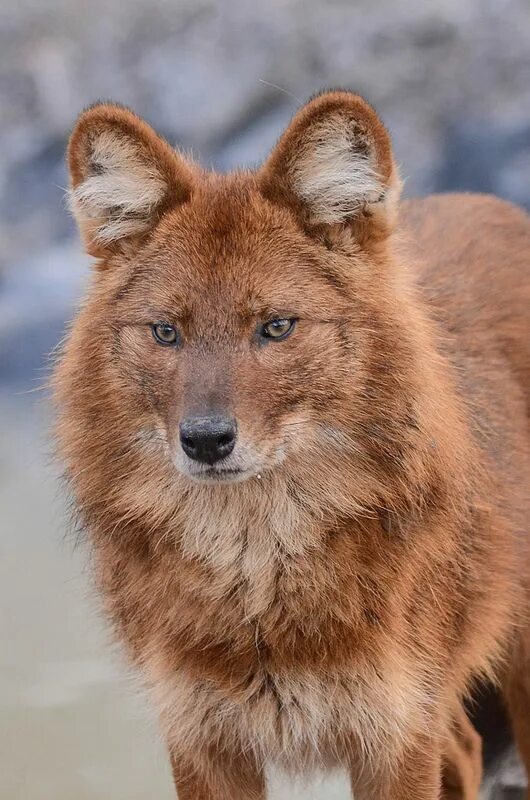 Покажи фото красного волка Dhole Animals beautiful, Wolf dog, Dhole