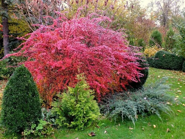 Покажи фото кустарников Pin på Garden