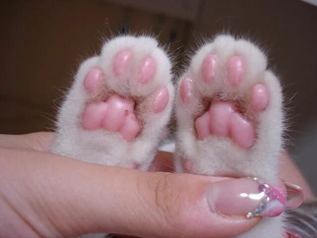 Покажи фото лапки кота mimi paws so pink Pink paws, Cute cats, Cat paws