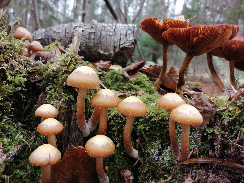 Покажи фото летнего опенка Опёнок летний, Kuehneromyces mutabilis Куршская Коса - национальный парк