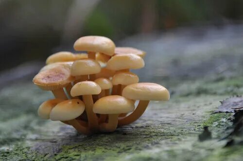 Покажи фото летнего опенка Опёнок зимний (Flammulina velutipes). Фото на сайте "Грибы: информация и фотогра