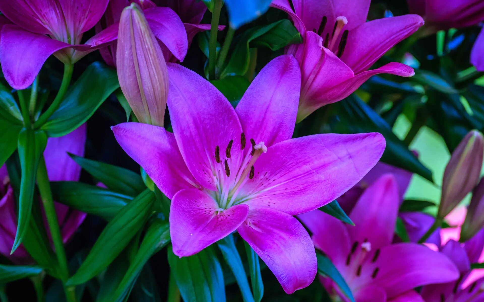 Покажи фото лилии Download wallpaper flower, leaves, flowers, close-up, bright, Lily, Lily, bouque