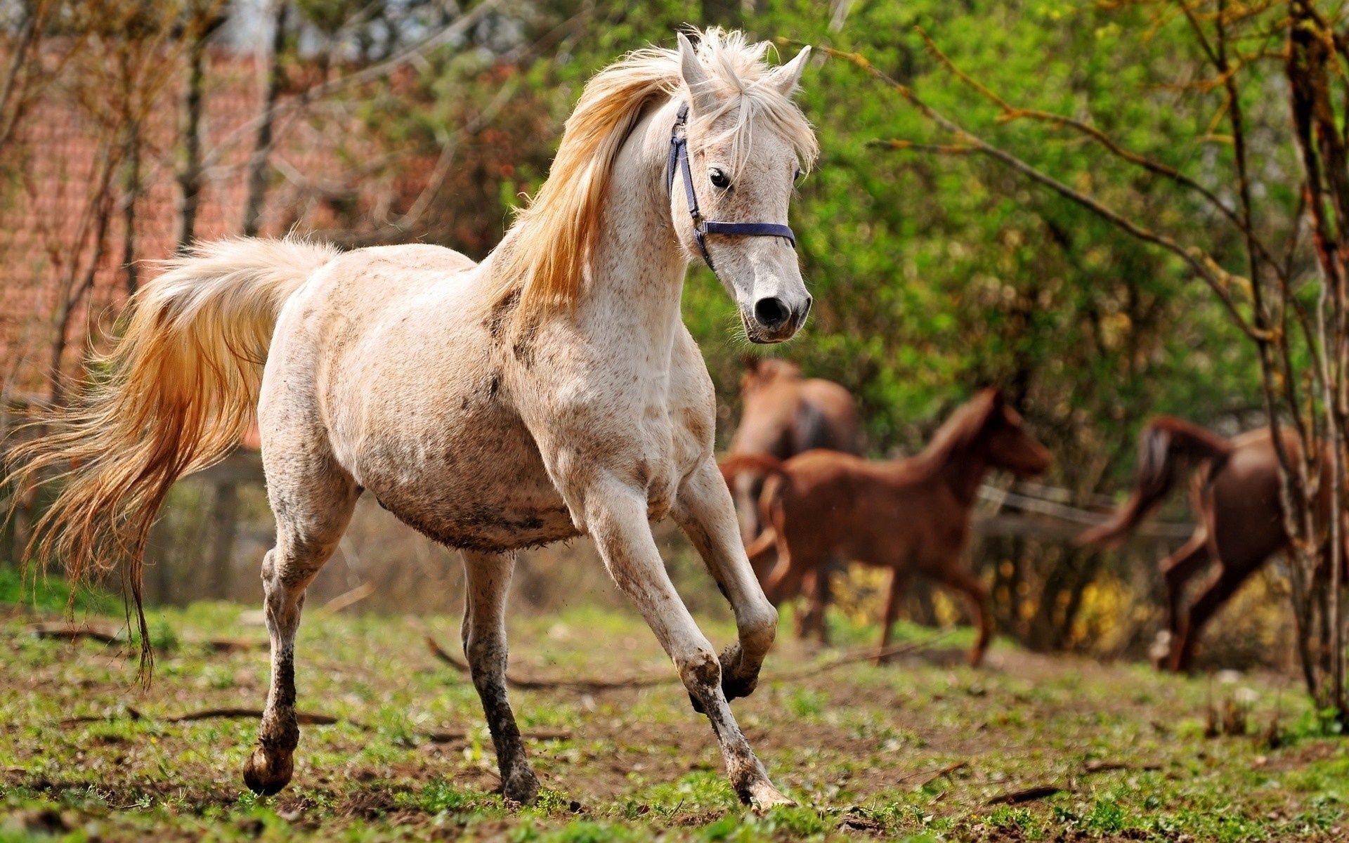 Покажи фото лошади Pin de Adam Evans en horses Caballo hermosos, Fotos de caballos, Caballo arabe