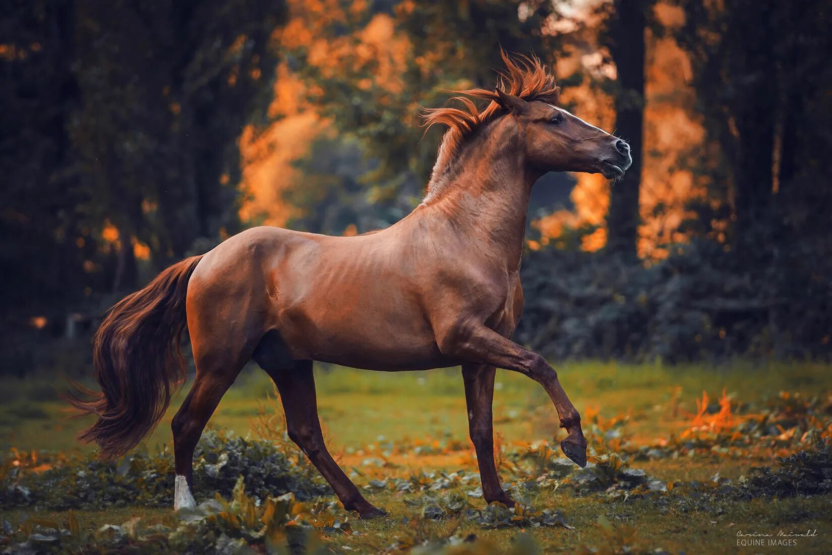 Покажи фото лошади Horse Photographer Carina Maiwald Finds Light in the Shadows Horse photography, 