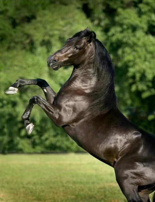 Покажи фото лошади Pin on Equus Iberian & Baroque